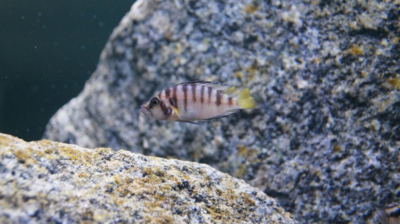 Altolamprologus sp. 'compressiceps shell' Chimba